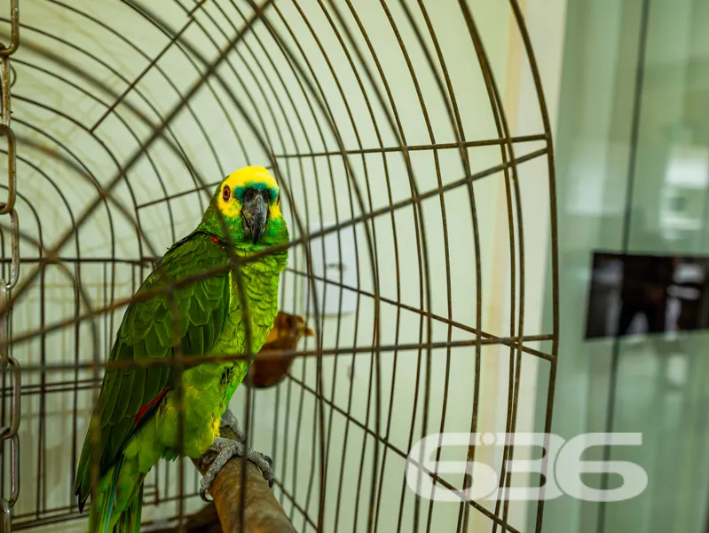 Se você está em busca de um novo lar no encantador