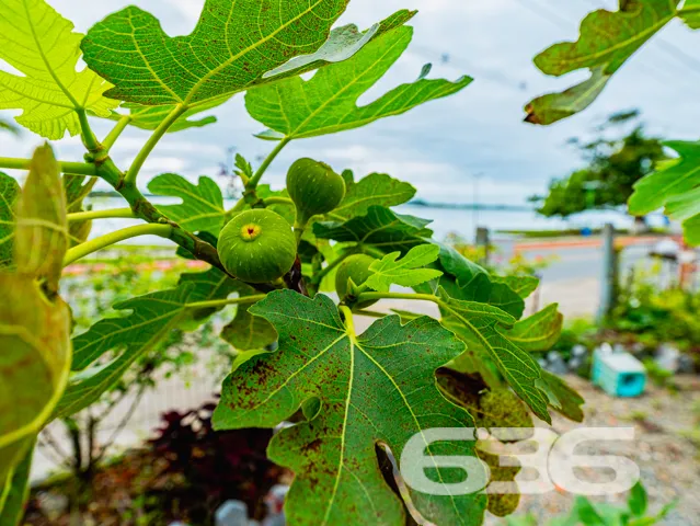Oportunidade Única! Encantadora Residência Térrea