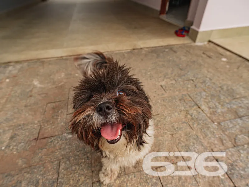 Descubra como a casa dos seus sonhos em Joinville,