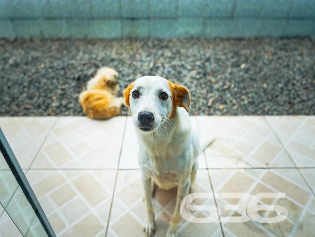Ampla residência térrea no bairro Costa e Silva, J