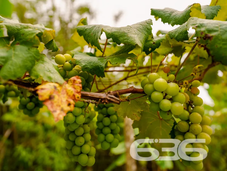Exclusiva Chácara à Venda no Paraíso de Balneário