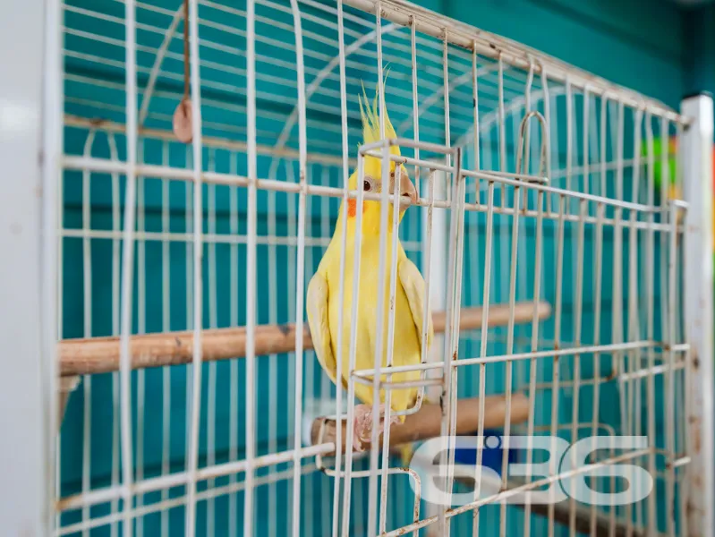 Exclusiva Chácara à Venda no Paraíso de Balneário