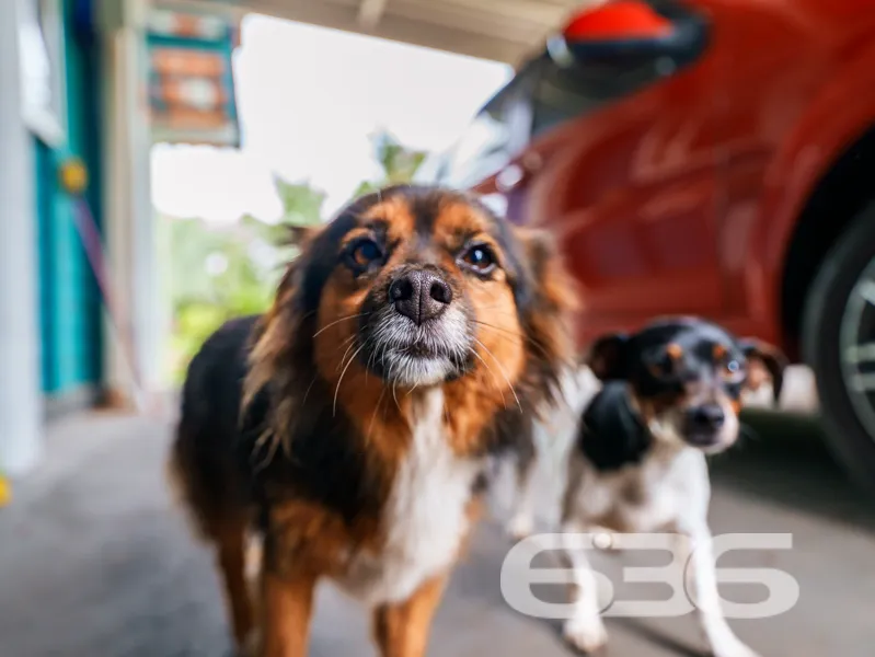 Exclusiva Chácara à Venda no Paraíso de Balneário