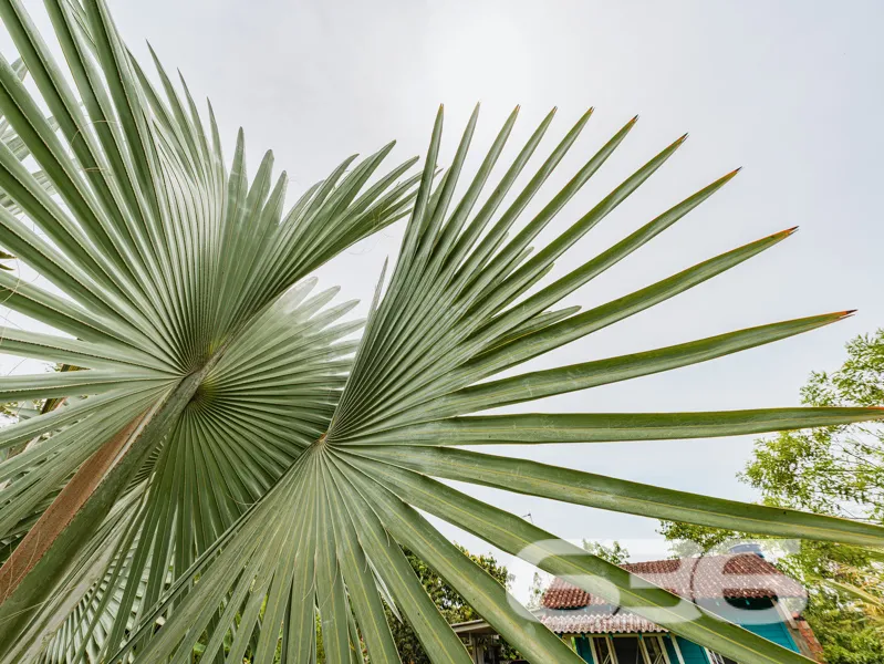 Exclusiva Chácara à Venda no Paraíso de Balneário