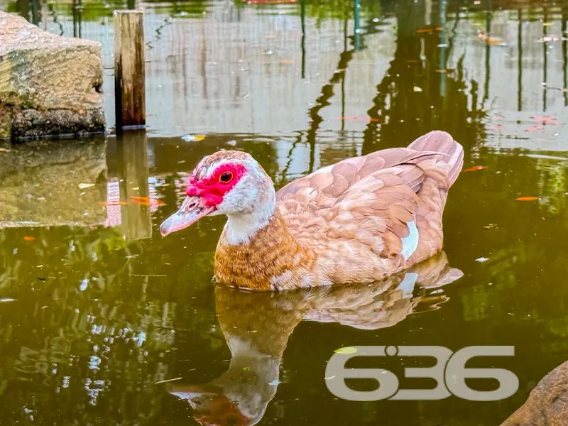 **Incrível Oportunidade em Saguaçu, Joinville - Re