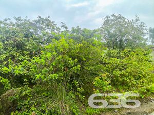 Terreno - Paranaguamirim - Joinville