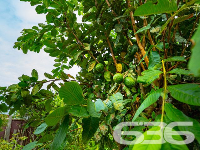 Descubra a perfeição de viver em harmonia com a natureza neste exclusivo sobrado padrão, localizado em um dos bairros mais cobiçados e serenos de Balneário Barra do Sul, SC. Situado na região de Pinheiros, este imóvel privilegiado oferece uma inigualável vista permanente para a lagoa, proporcionando um refúgio tranquilo e panorâmico.

Com uma construção sólida, este residencial possui uma área construída de 216 m² em um generoso terreno de 572,80 m². O design inteligente e a orientação leste maximizam a luz natural, destacando a espaçosa sala de estar que flui naturalmente para uma cozinha moderna, equipada e pronta para receber. A propriedade apresenta 4 banheiros, garagem para quatro veículos com espaços cobertos e descobertos, e um ambiente externo encantador com churrasqueira perfeita para entretenimento e lazer.

O sobrado dispõe de três suítes, sendo uma com closet, todas projetadas para oferecer privacidade e conforto. As sacadas do imóvel permitem uma vista espetacular da lagoa, ideal para desfrutar de momentos de paz e beleza natural. A propriedade também é totalmente murada e cercada, garantindo segurança e privacidade.

Este imóvel não é apenas uma residência, é um estilo de vida. Permite animais, proporcionando um lar acolhedor para toda a família. A conexão com a internet de alta velocidade está disponível, garantindo que todas as suas necessidades de trabalho e entretenimento sejam atendidas.

A propriedade está em um bairro tranquilo e é ideal para aqueles que buscam um retiro longe da agitação da cidade, sem sacrificar a conveniência e o acesso a serviços essenciais.

Não perca a oportunidade de possuir este magnífico sobrado, um local altamente procurado por seu ambiente calmo e vistas impressionantes. Venha experimentar o que significa viver em um lugar onde cada dia é um convite à tranquilidade e ao luxo discreto. Agende sua visita e deixe-se encantar por este cenário idílico oferecido exclusivamente pela 636 Negócios Imobiliários, onde grandes sonhos encontram grandes realizações.
 
636 NEGÓCIOS IMOBILIÁRIOS: A SUA MELHOR ESCOLHA
Com mais de 30 anos de experiência, a 636 Negócios Imobiliários é sua parceira ideal para encontrar o imóvel perfeito. Estamos prontos para ajudá-lo a fazer deste imóvel o seu novo lar.
 
Telefone: (47) 3451-0636
WhatsApp: (47) 99190-0636
 
Não perca esta oportunidade única. Visite nosso site para mais informações: i636.com.br