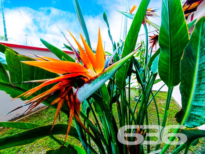Espaço, conforto e localização privilegiada em São Francisco do Sul – a apenas 300 metros do mar!
Apresentamos este excelente sobrado residencial no bairro Ubatuba, ideal para quem busca viver com tranquilidade, amplo espaço e praticidade. Com 312,50m² de área, este imóvel é perfeito para famílias grandes ou para quem deseja receber amigos e familiares com muito conforto.
A residência conta com 4 dormitórios, sendo 3 suítes, totalizando 6 banheiros, o que garante privacidade e funcionalidade. Todos os ambientes são bem arejados, com excelente iluminação natural, ventiladores de teto e janelas amplas. A área íntima é composta por dormitórios espaçosos, alguns com armários planejados e sacada.
Na área social, o imóvel surpreende com uma sala de estar ampla, perfeita para momentos em família, além de uma cozinha funcional integrada à área de festas com churrasqueira, ideal para confraternizações. A área externa conta ainda com piscina, jardim, garagem para até 4 veículos (1 descoberta e 3 cobertas) e espaço pet-friendly.
Destaque também para a localização privilegiada, a apenas 300 metros do mar, proporcionando qualidade de vida, fácil acesso ao comércio local, tranquilidade e valorização patrimonial.
Se você busca uma casa ampla, estruturada e pronta para morar ou investir em uma das regiões mais procuradas de São Francisco do Sul, esta é a oportunidade ideal.
Agende agora mesmo sua visita com a equipe da 636 Negócios Imobiliários — mais de 30 anos de tradição, seriedade e excelência na mediação de imóveis.
636 NEGÓCIOS IMOBILIÁRIOS: A SUA MELHOR ESCOLHA
Com mais de 30 anos de experiência, a 636 Negócios Imobiliários é sua parceira ideal para encontrar o imóvel perfeito. Estamos prontos para ajudá-lo a fazer deste imóvel o seu novo lar.
Telefone: (47) 3451-0636
WhatsApp: (47) 99190-0636
Não perca esta oportunidade única. Visite nosso site para mais informações: i636.com.br