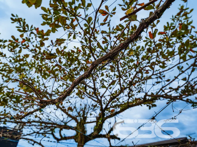 Surpreenda-se com esta oportunidade única em Balne