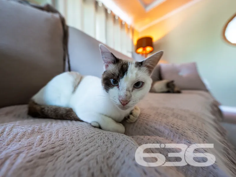 Seu refúgio de tranquilidade a poucos passos da la