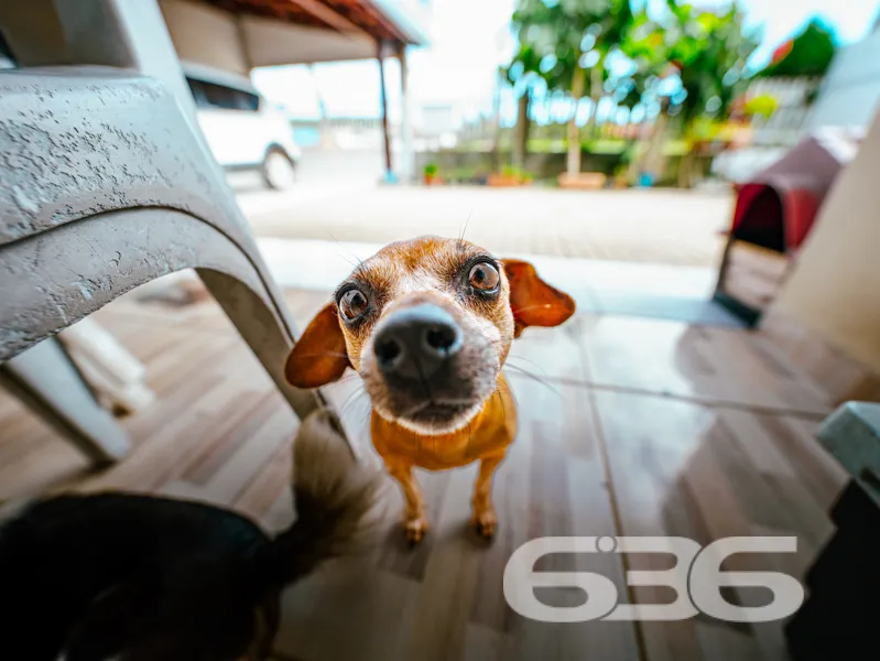 Casa à venda no bairro Costeira em Balneário Barra