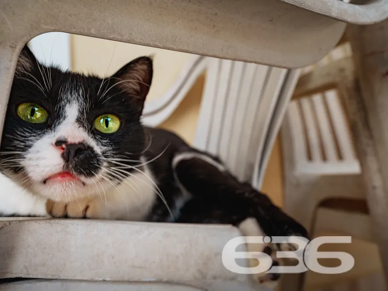Casa à venda no bairro Costeira em Balneário Barra
