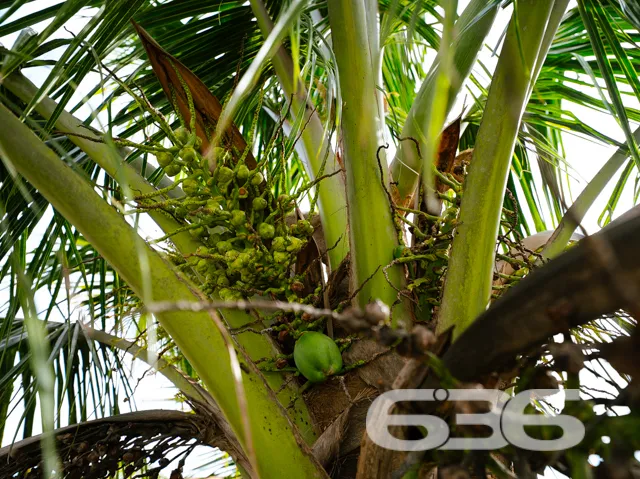 Casa à Venda no Bairro Centro, Balneário Barra do 