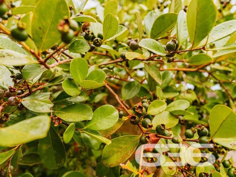 Casa à venda no bairro Costeira em Balneário Barra