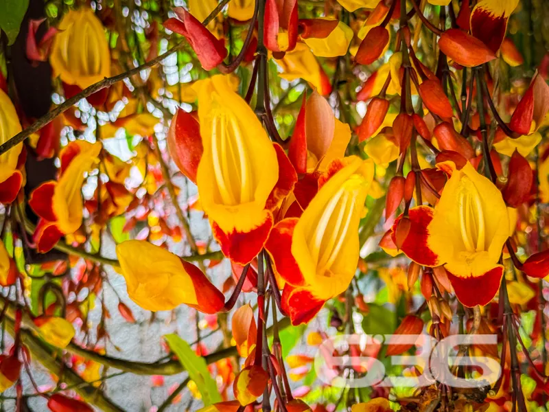 Descubra o seu novo lar em Joinville, no encantado