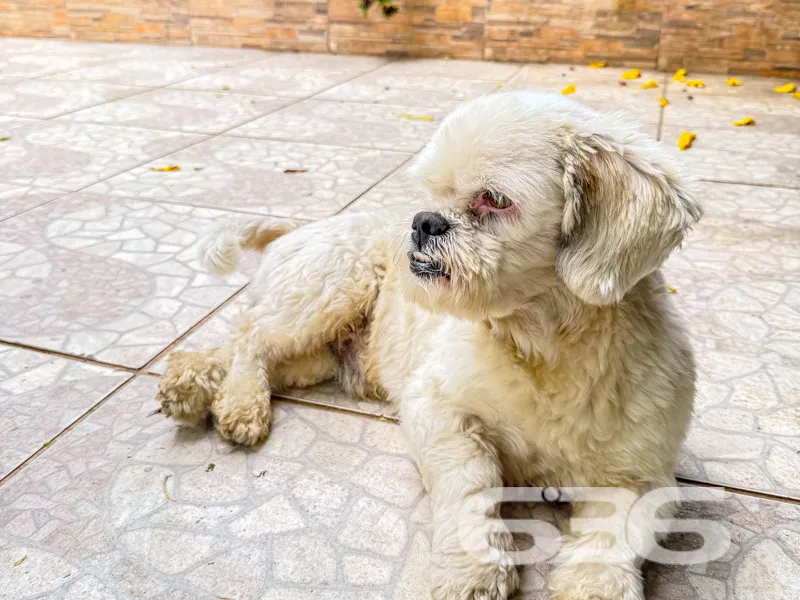 Descubra o seu novo lar em Joinville, no encantado