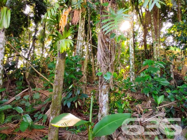 DUAS EXCELENTES CASAS EM UM TERRENO NO BAIRRO ANIT