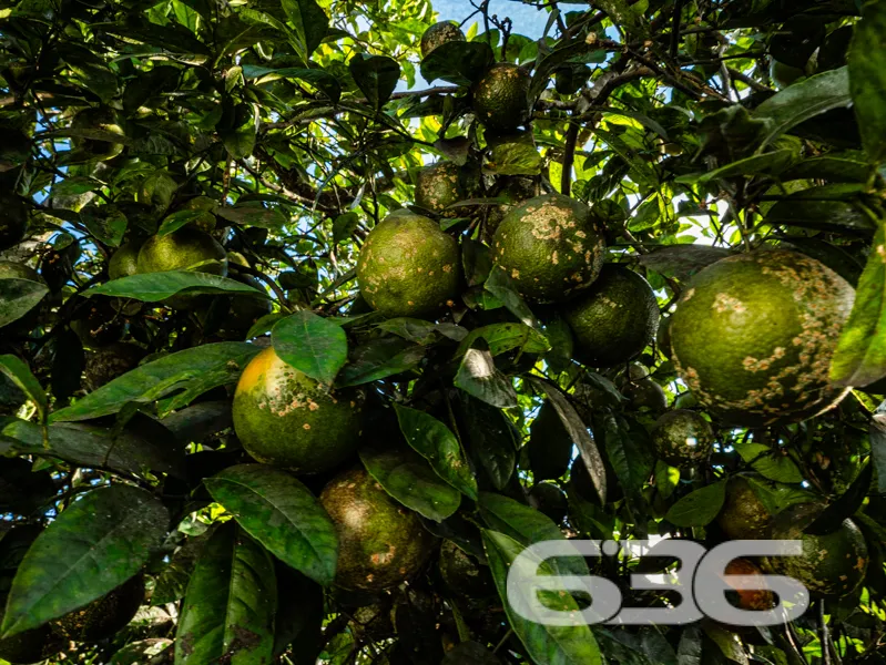 Oportunidade única no Bom Retiro: residência térre