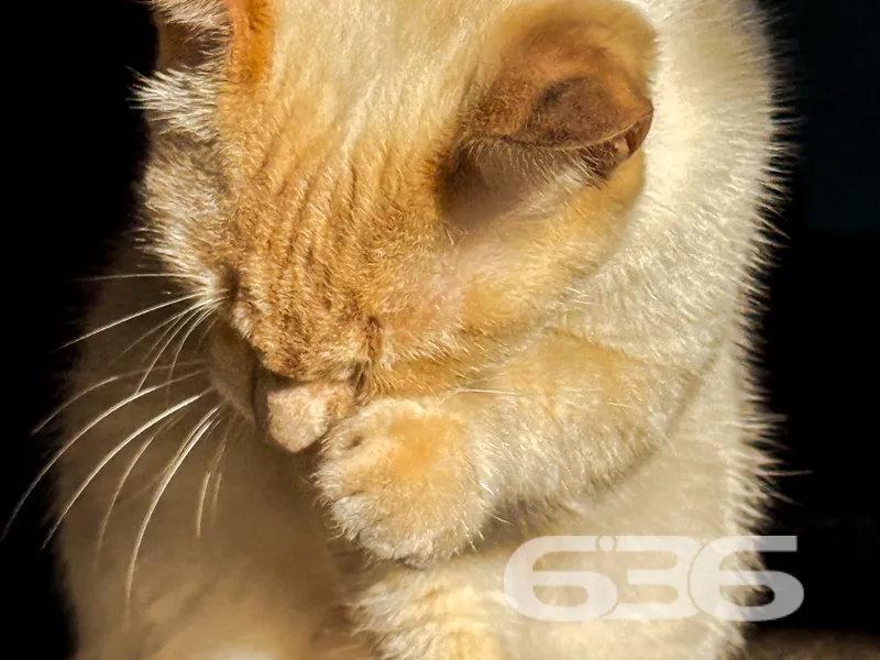 Se você está procurando um novo local para chamar 