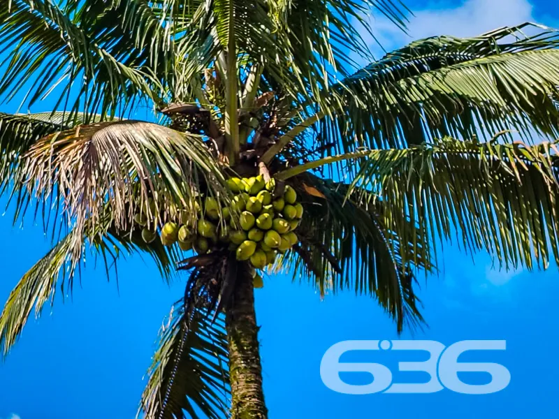 Casa à venda no bairro Nova Brasília, Joinville | 