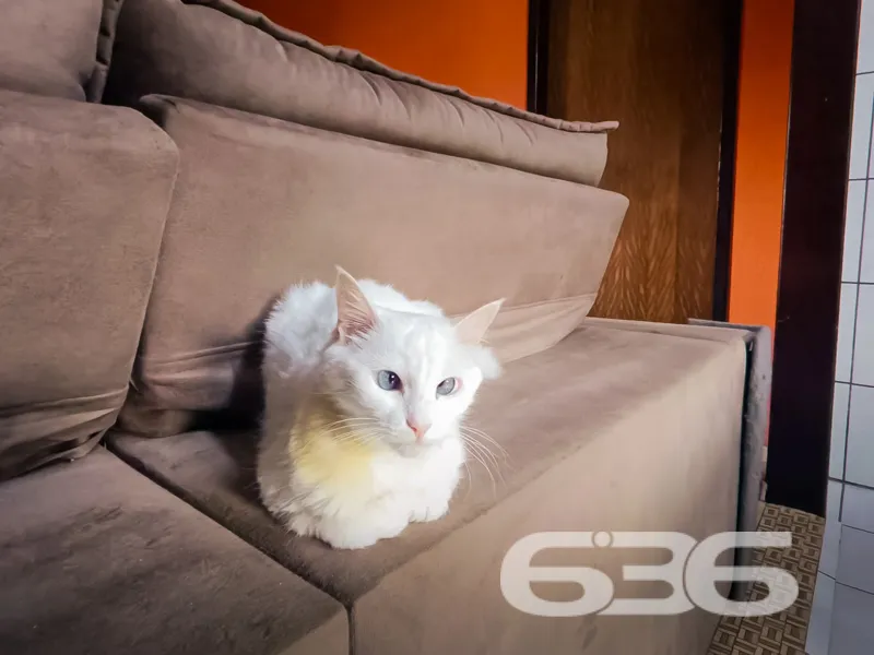 Casa à venda no bairro Espinheiros, Joinville | 4 