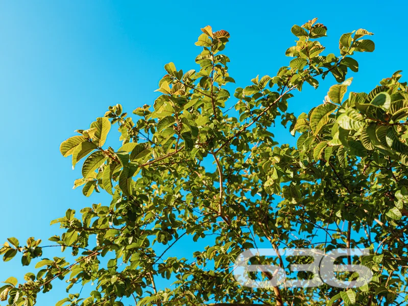 RESIDÊNCIA DE ALTO PADRÃO COM 2 SUÍTES + 2 QUARTOS