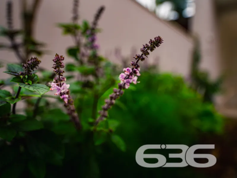 Descubra a essência do conforto e praticidade em u