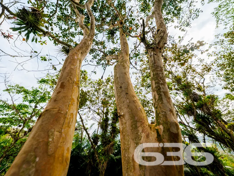 Chácara à venda no bairro Quirirí, Joinville | 2 c