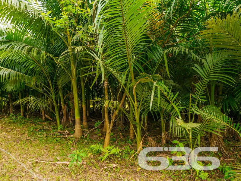 Chácara à venda no bairro Quirirí, Joinville | 2 c