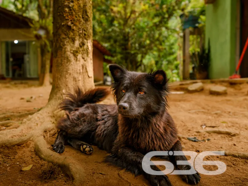 Se você procura chácara à venda no distrito de Pir