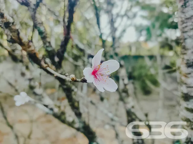 CONHEÇA ESTA CHÁCARA À VENDA EM BALNEÁRIO BARRA DO