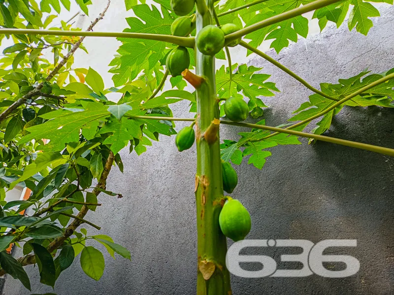 IMÓVEL COM 3 QUARTOS NA PRAIA DE UBATUBA

Esta é u