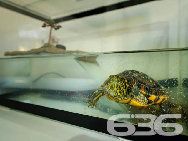 Descubra o Potencial e Versatilidade de Seu Próxim