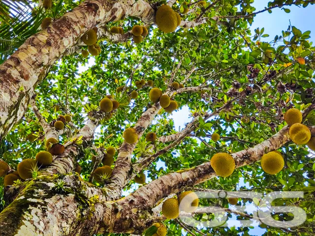 Descubra o Encanto Rústico e Moderno desta Chácara