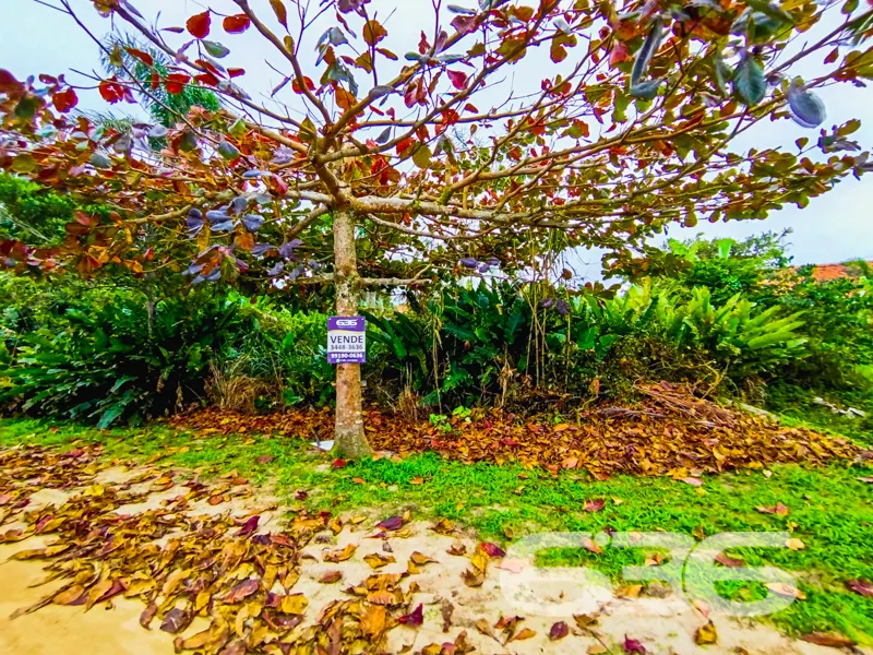 Descubra Seu Pedacinho de Paraíso em São Francisco
