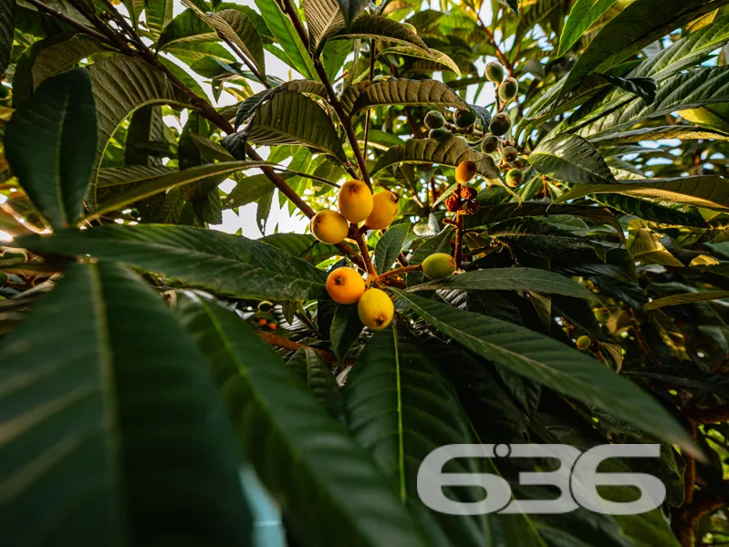 Imagine viver em um refúgio tranquilo, onde a bris