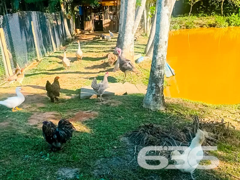 Viva a Experiência de Morar em uma Chácara dos Son