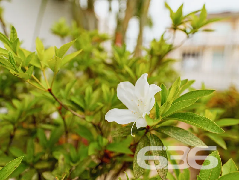 Apresentamos a Oportunidade dos Seus Sonhos no Bom