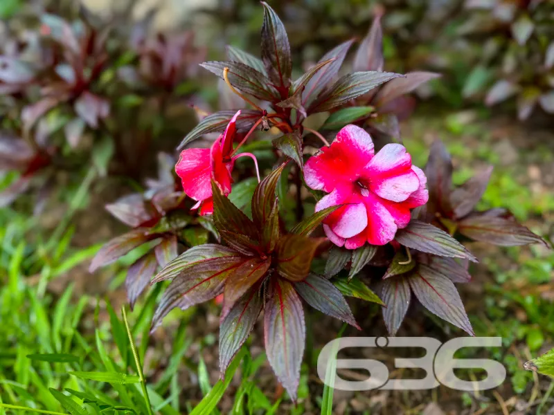Casa à venda no bairro Saguaçu, Joinville | Parc d
