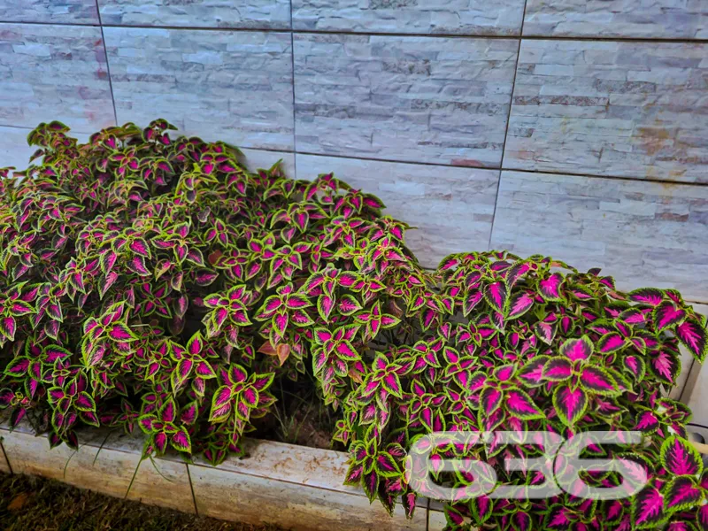 Casa à venda no bairro Ubatuba, São Francisco do S