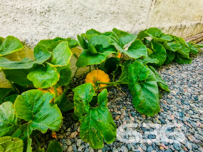 Residência à venda na Costeira, Balneário Barra do