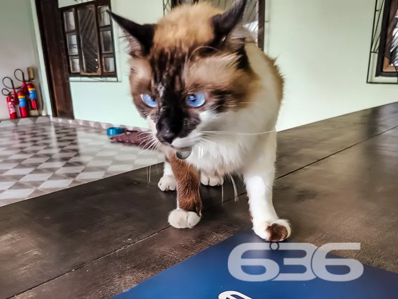 Casa à venda no bairro Guanabara em Joinville | 3 