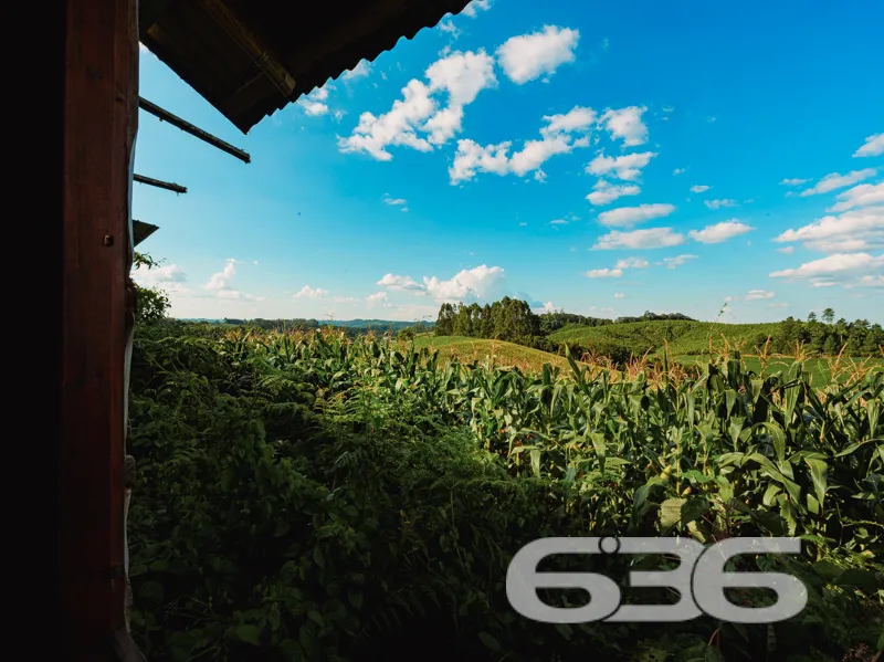 Chácara à venda no Avenquinha em Campo Alegre: Um 