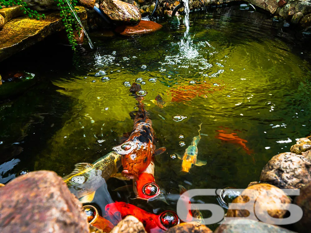 Descubra a Oportunidade Única no Coração de Joinvi