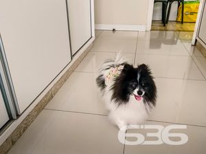 Apartamento - Anita Garibaldi - Joinville