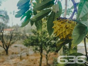 Chácara/Sítio - Conquista - Balneário Barra do Sul