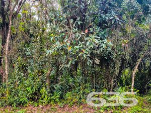 Terreno - Conquista - Balneário Barra do Sul