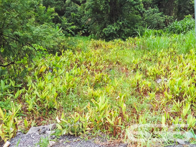 Terreno - Vila Nova - Joinville
