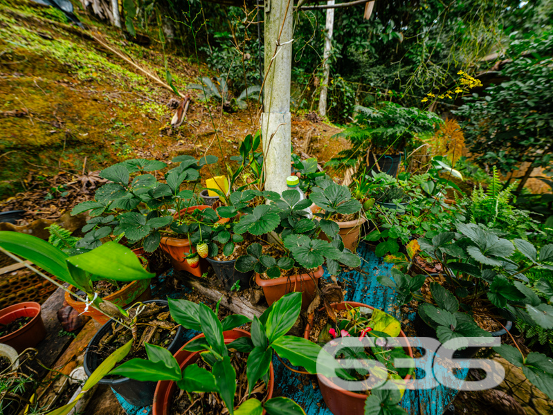 Amplo terreno com mais de 5.000 m² em Joinville: liberdade, natureza e múltiplas possibilidades!

Se você procura um imóvel com ampla área de terreno, cercado pela natureza e com muito potencial de aproveitamento, esta é a oportunidade ideal!

Localizada no bairro Santa Catarina, em Joinville/SC, esta residência térrea padrão oferece um terreno espetacular com mais de 5.000 m² — um verdadeiro refúgio de tranquilidade e privacidade em meio ao verde. A propriedade está situada em uma rua tranquila, com acesso facilitado às principais vias da região, próximo a escolas, transporte público, hospitais e serviços essenciais.

A casa principal, conta com 119 m² de área, distribuída em ambientes simples, mas funcionais, que oferecem conforto e praticidade. São 2 dormitórios, 2 banheiros, sala de estar, cozinha, varanda e espaços multifuncionais. O imóvel possui forro em PVC, piso cerâmico e está pronto para morar, podendo também ser reformado ou ampliado conforme a sua necessidade.

Com área total de 5.022 m², permite cultivo, criação de animais, construção de novas edificações, áreas de lazer ou ainda a implantação de um projeto mais ambicioso como pousada, espaço de eventos ou residência multifamiliar — tudo isso em uma localização que une contato com a natureza e praticidade urbana.

Na área externa, destaque para o gazebo rústico cercado por plantas e o amplo espaço gramado com jardim, que oferece uma vista encantadora do entorno natural. Há ainda garagem coberta e espaço para pelo menos mais 4 veículos, portão eletrônico, área de serviço e a possibilidade de manter animais domésticos com muito conforto.

Se você valoriza liberdade, espaço e tranquilidade, venha conhecer este imóvel com grande potencial de valorização.

636 Negócios Imobiliários – só se constrói uma grande empresa com grandes pessoas.
 
636 NEGÓCIOS IMOBILIÁRIOS: A SUA MELHOR ESCOLHA
Com mais de 30 anos de experiência, a 636 Negócios Imobiliários é sua parceira ideal para encontrar o imóvel perfeito. Estamos prontos para ajudá-lo a fazer deste imóvel o seu novo lar.
 
Telefone: (47) 3451-0636
WhatsApp: (47) 99190-0636
 
Não perca esta oportunidade única. Visite nosso site para mais informações: i636.com.br