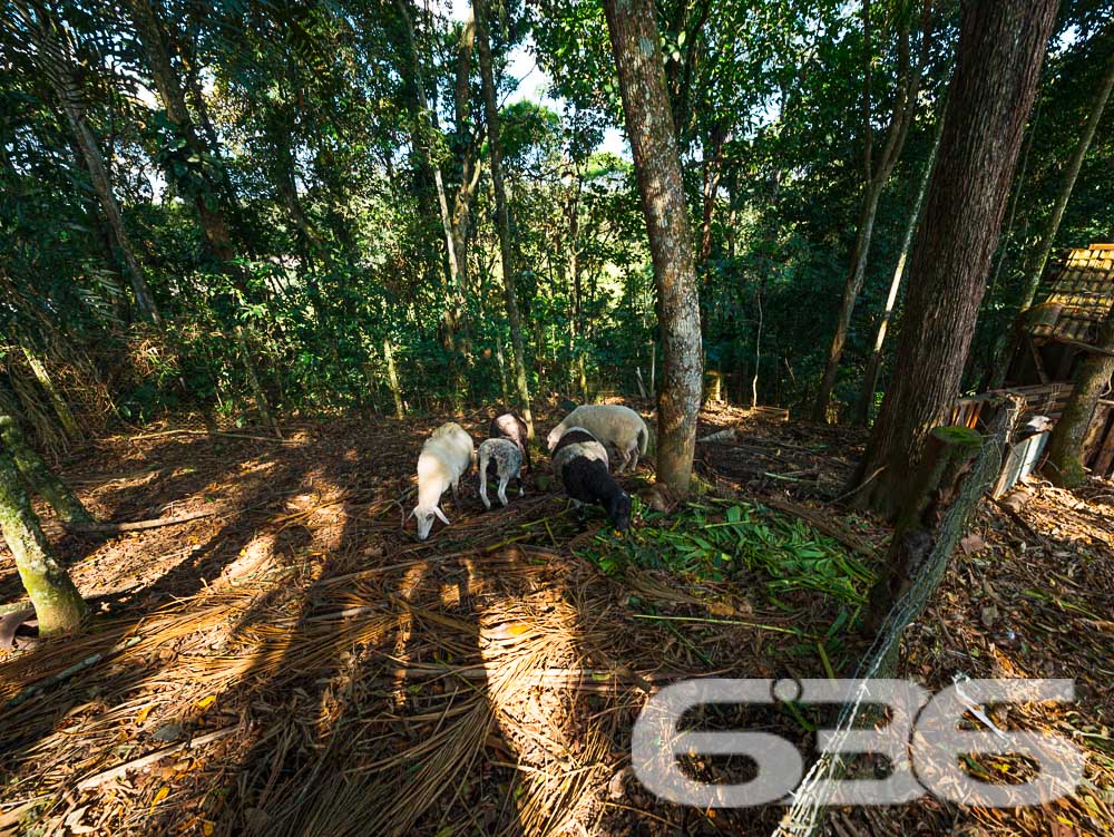 Foto de Chácara/Sítio Joinville Profipo 01034091